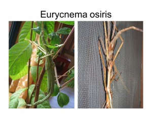 Eurycnema osiris